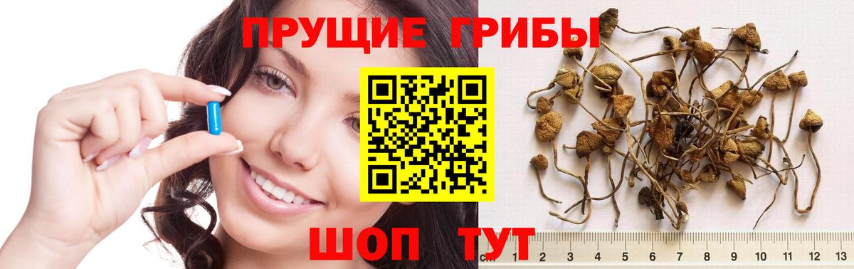 где найти   Вход с VPN  Карасук  Псилоцибиновые грибы Psilocybe 